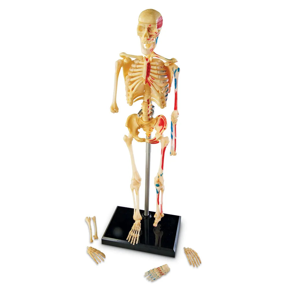 Learning Resources Human Anatomy Model - Skeleton