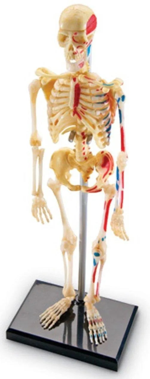 Learning Resources Anatomy Model - Skeleton