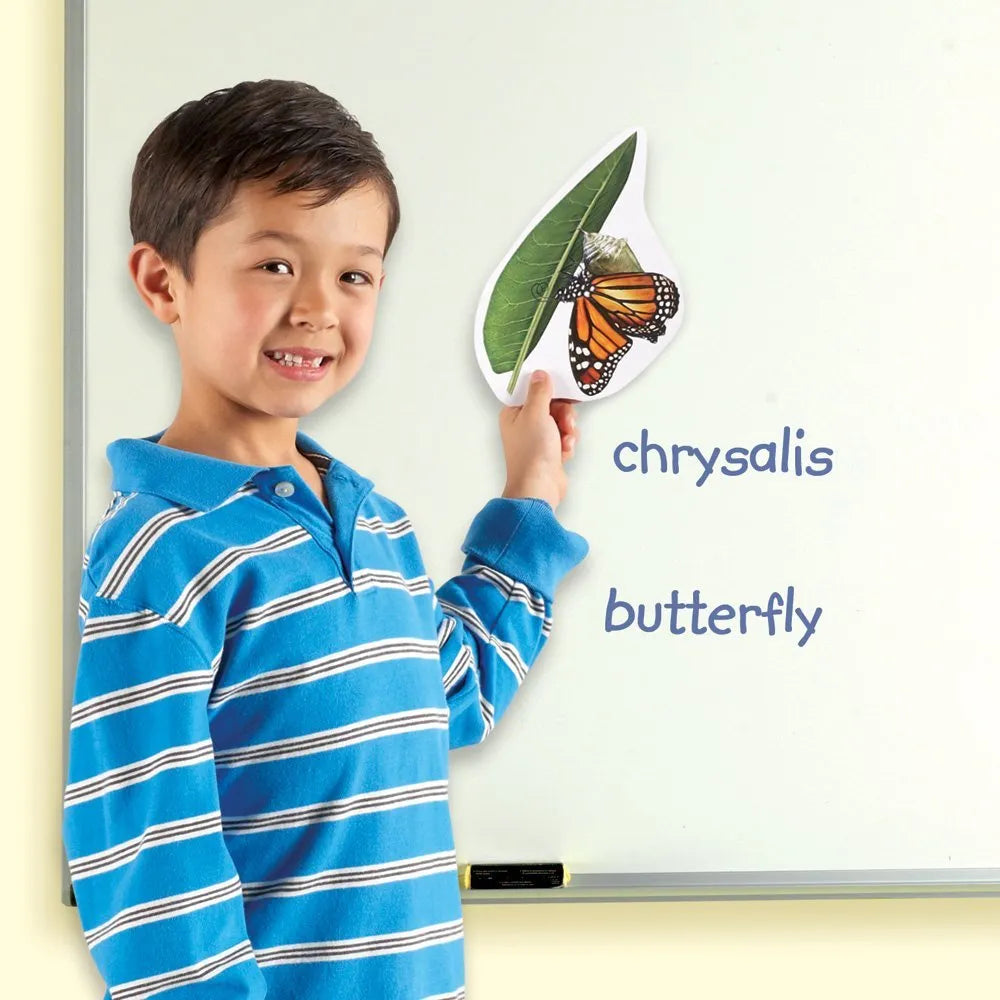 Learning Resources Giant Magnetic Butterfly Life Cycle