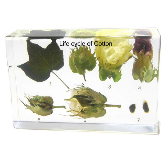 Kindermatic Cotton Life Cycle Specimen 棉花生命週期標本