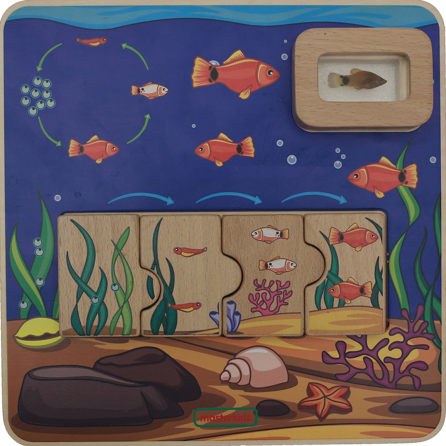 Masterkidz Fish Life Cycle Handy Learning  Board 小魚成長學習板