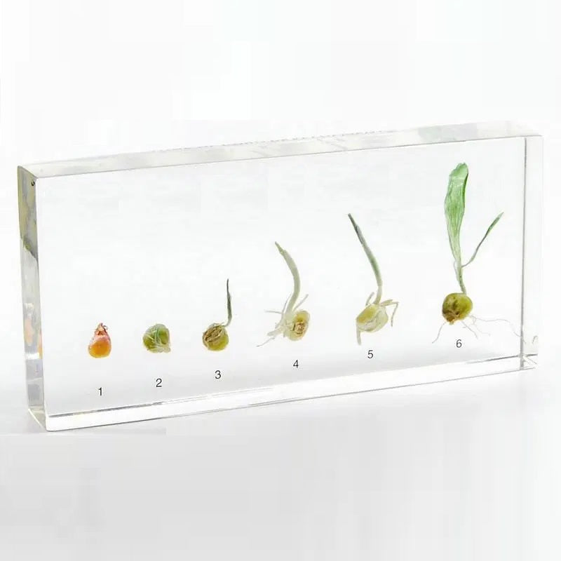 Kindermatic Corn Germination 玉米發芽過程標本