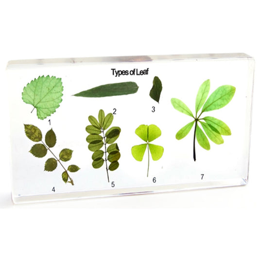 Kindermatic Types of Leaf Specimen 葉子標本